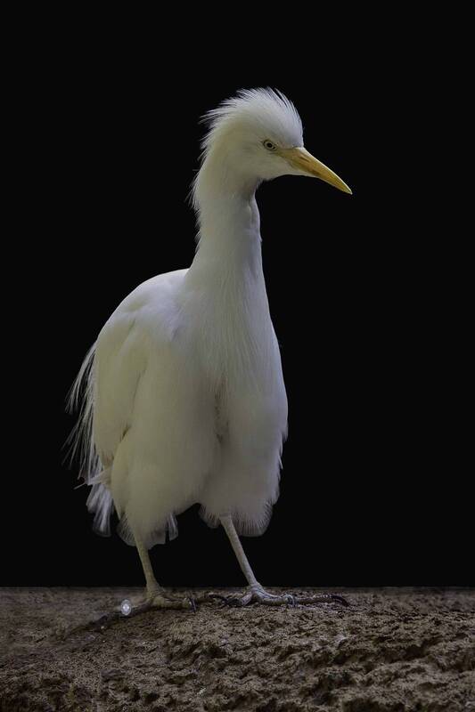 Cattle egret фото превью
