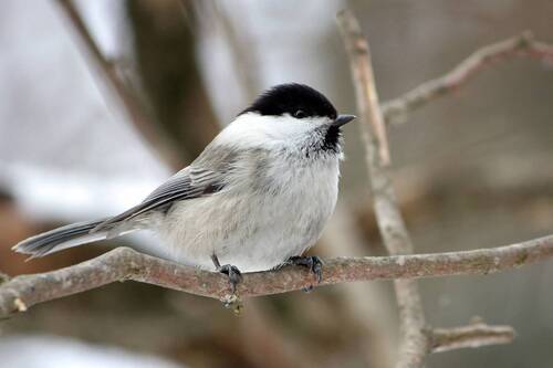 Пухляк (Poecile montanus)