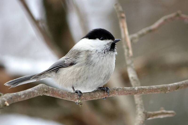 синица, буроголовая гаичка, пухляк, poecile montanus Пухляк (Poecile montanus) фото превью
