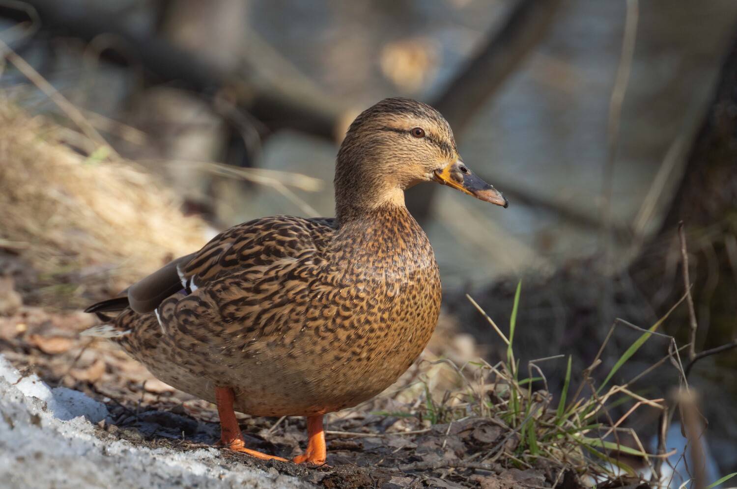 , Бонина Ольга