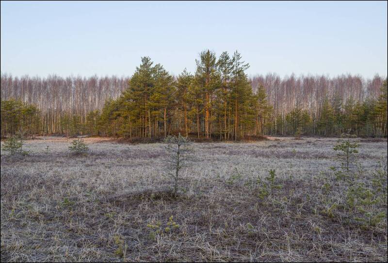 Весенний восход на торфяных болотах (продолжение) фото превью