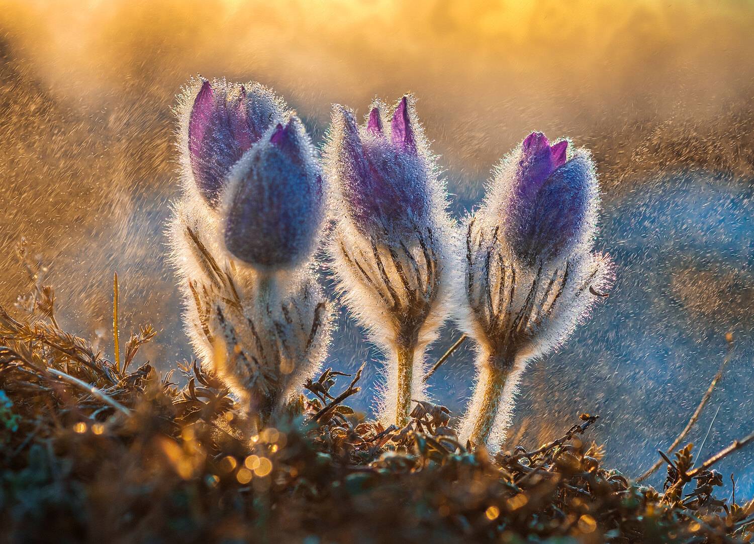 , Владимир Сковородников