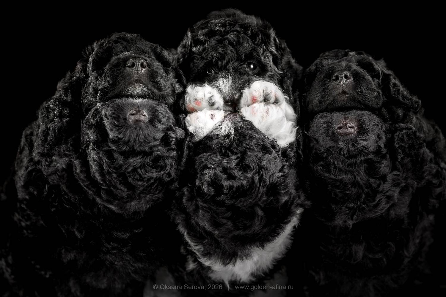 , Оксана Серова