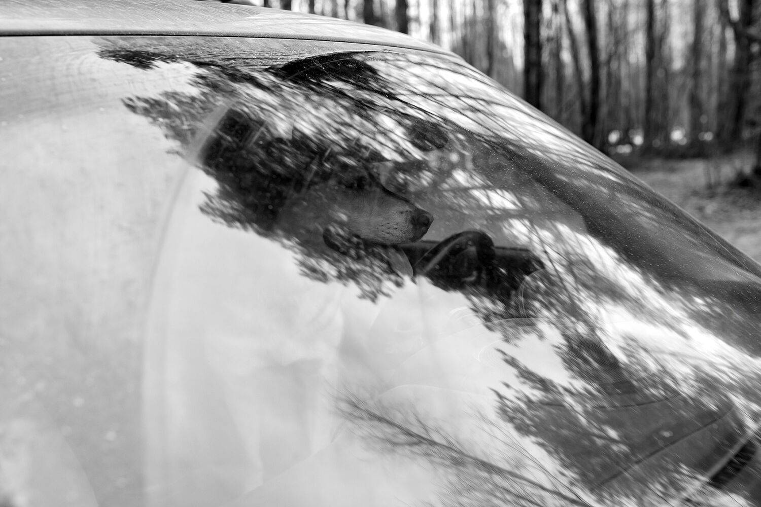 , Светлана Писарева