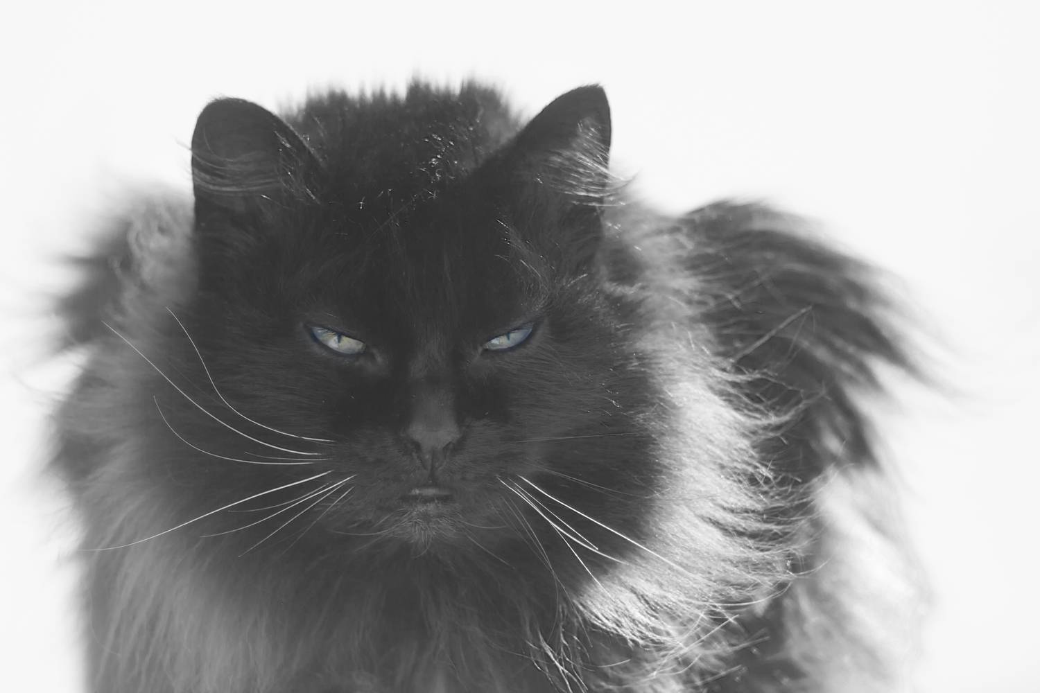 кот, Александр Канцур