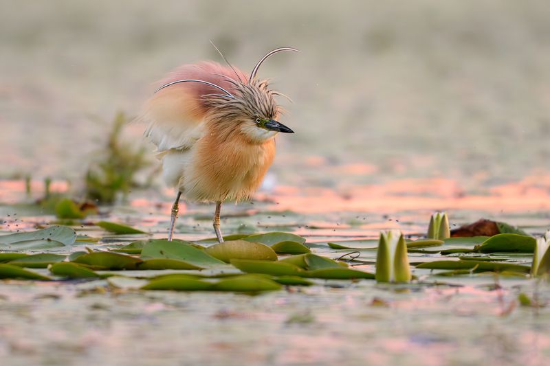 Silk fluff  фото превью