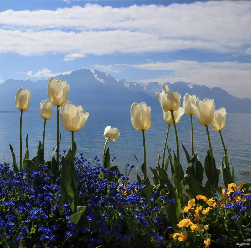 swiss Весна.... фото превью