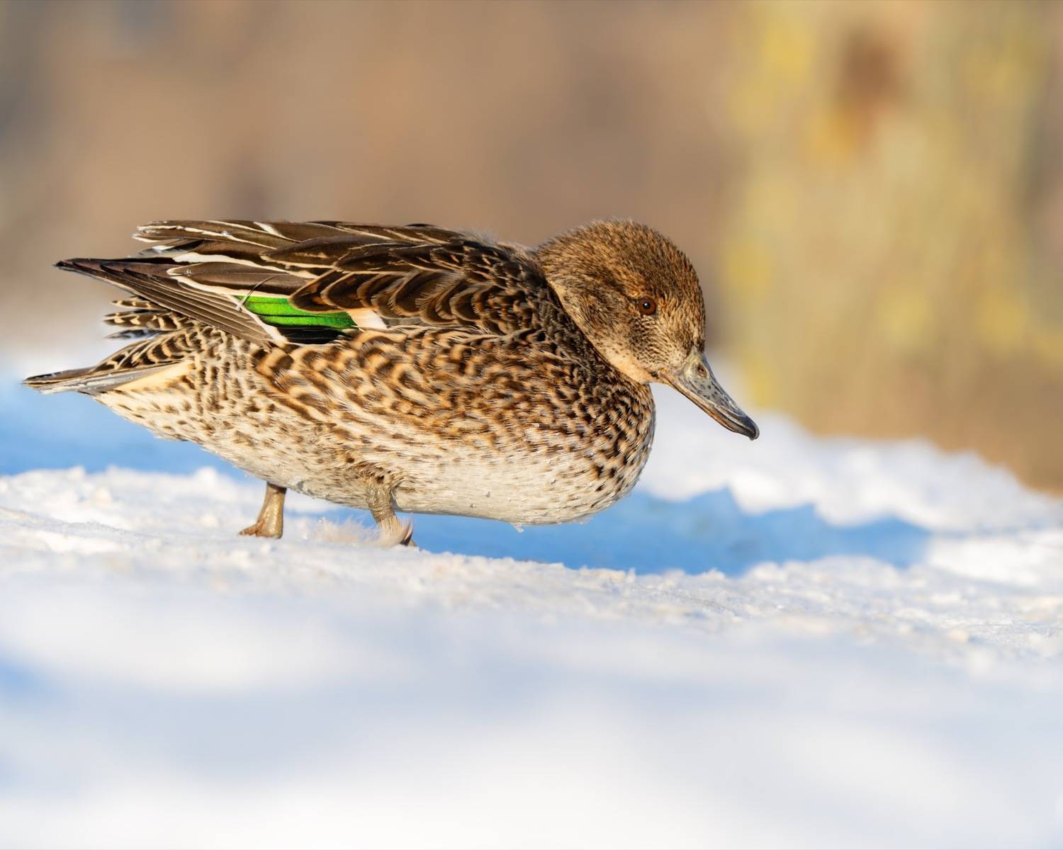 чирок, чирок-свистунок, чирок свистунок, утка, птизы, Ruslan Pl