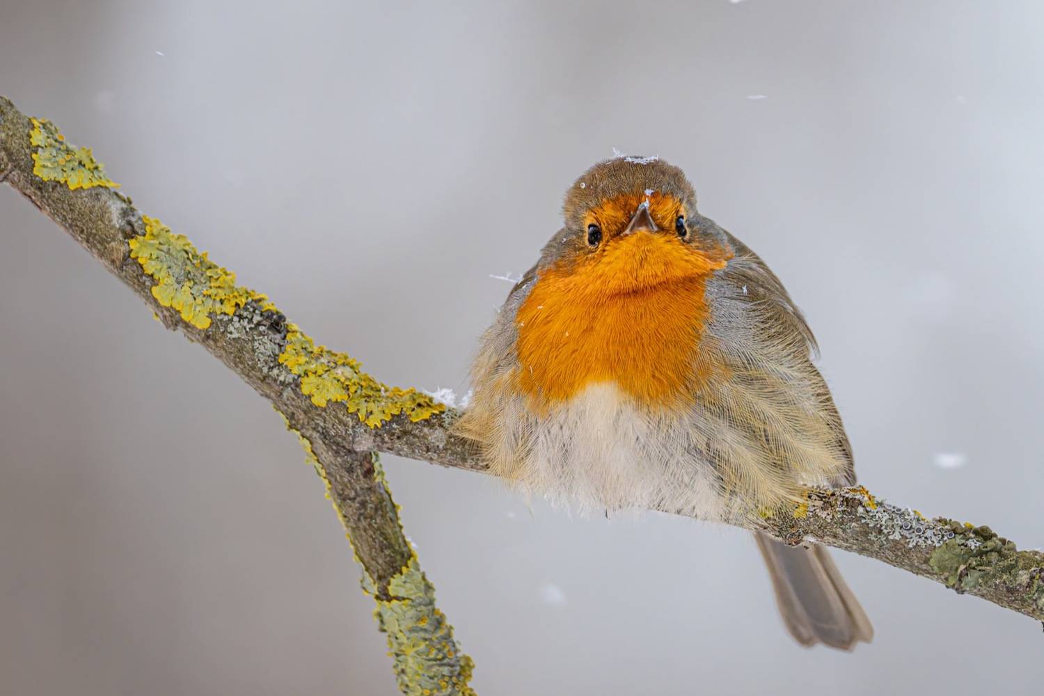 малиновка, зарянка, птицы, Ruslan Pl