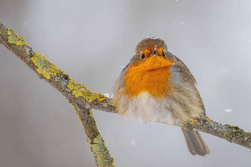 малиновка, зарянка, птицы Малинока фото превью