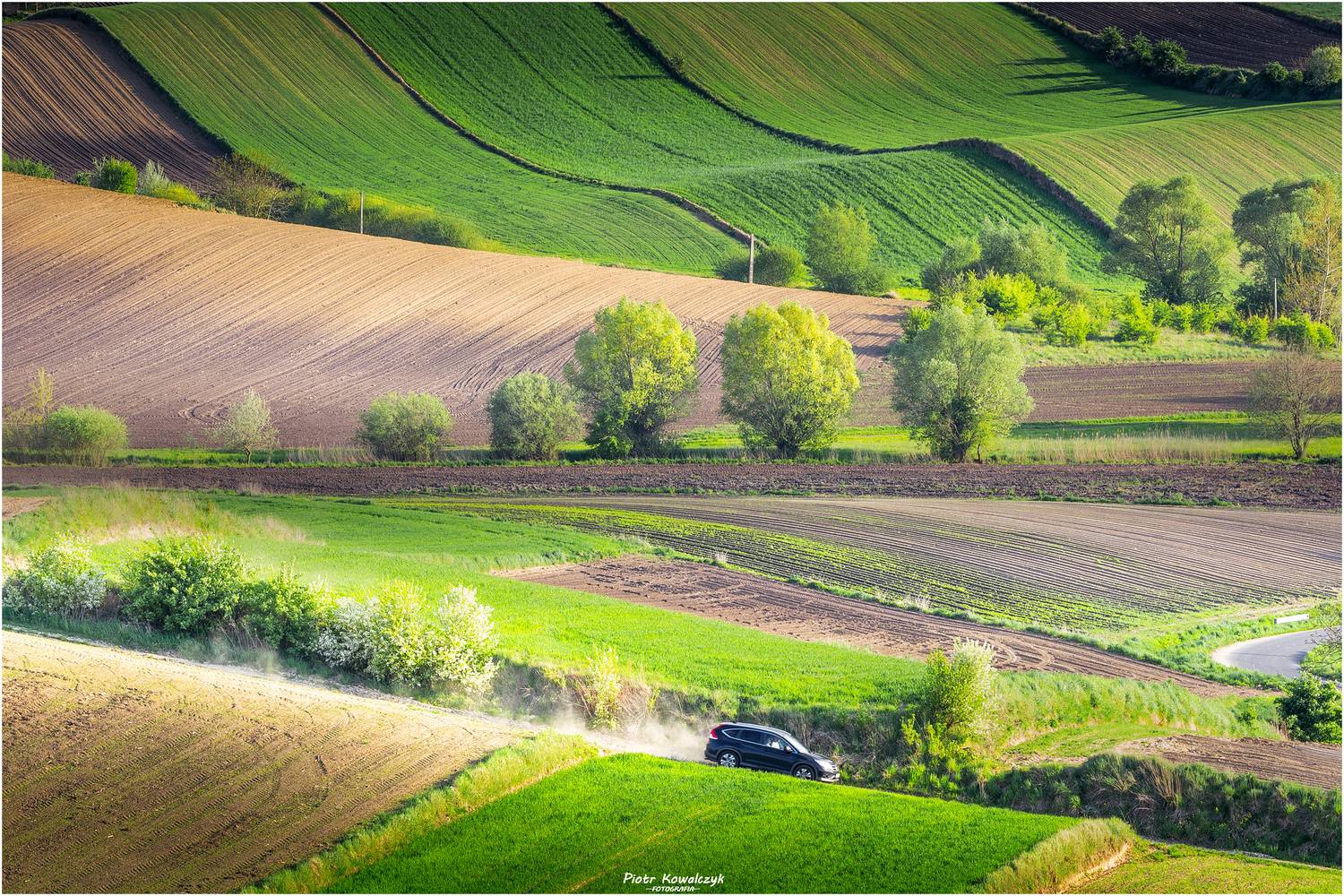 polska, ponidzie, pola, wiosna, drzewa, Kowalczyk Piotr