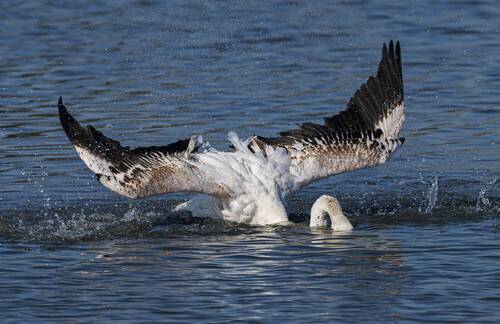 The avian whale