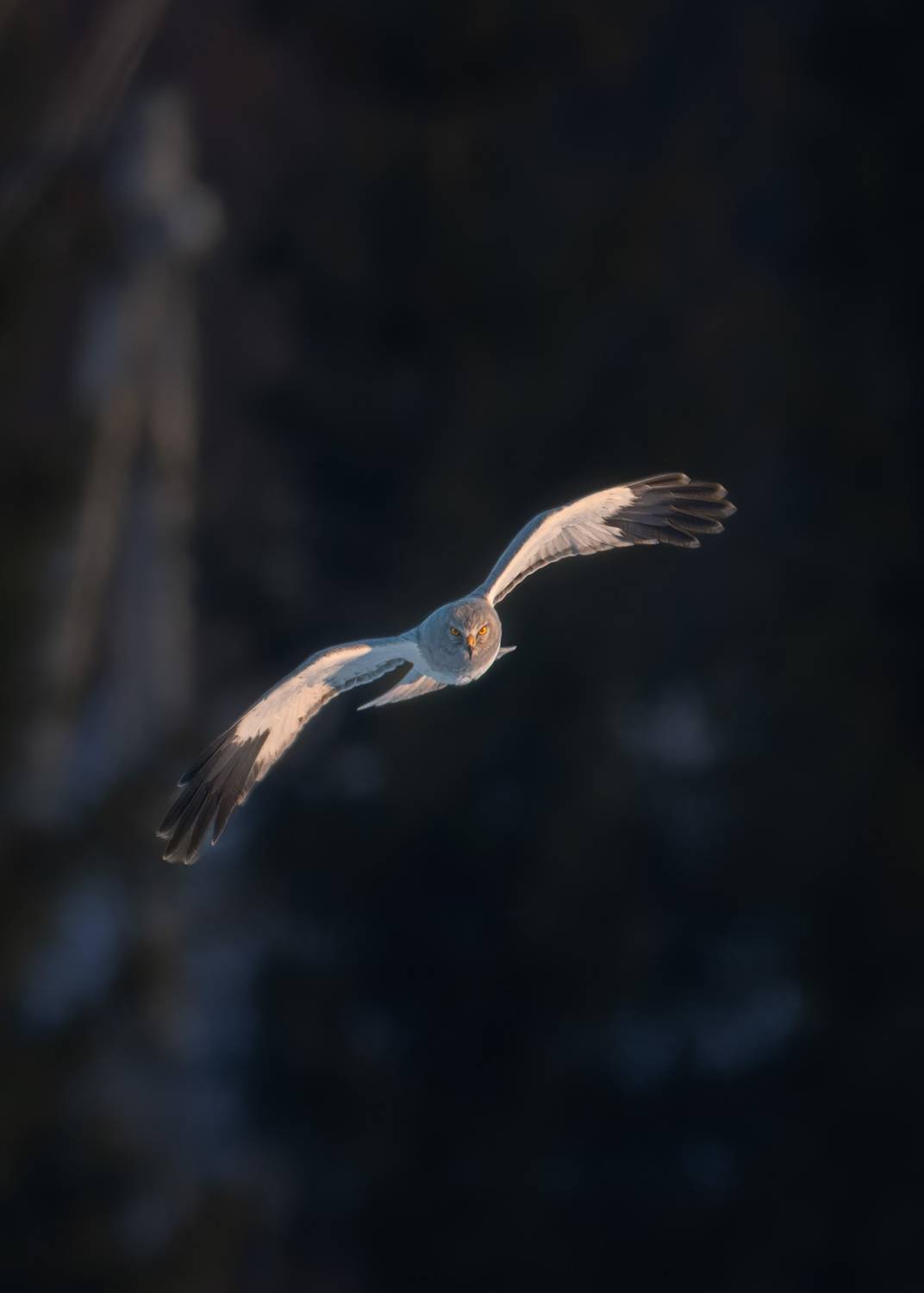 , Михаил Загрядский