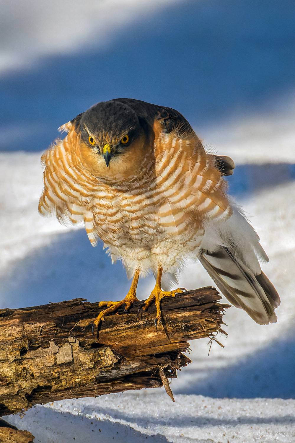 перепелятник, Глебов Сергей
