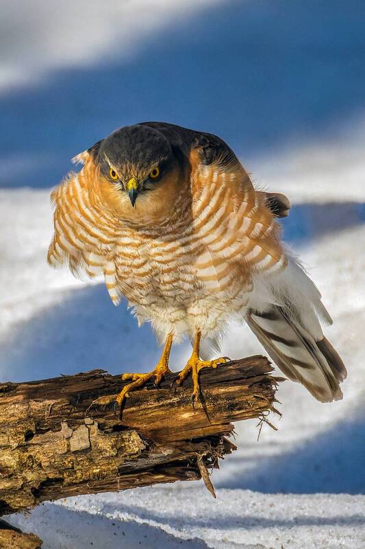 перепелятник  фото превью