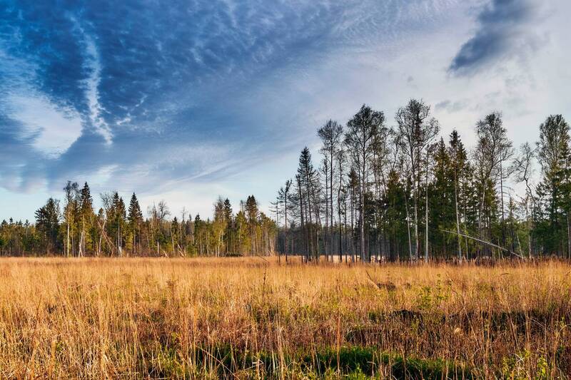 поле, лес, весна На лесной поляне фото превью