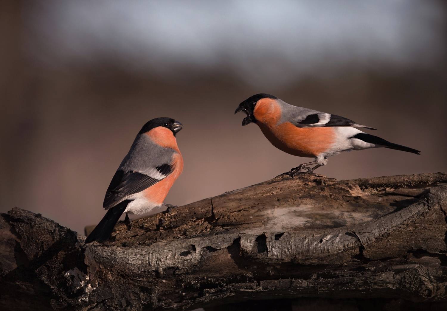 , Баранов Олег