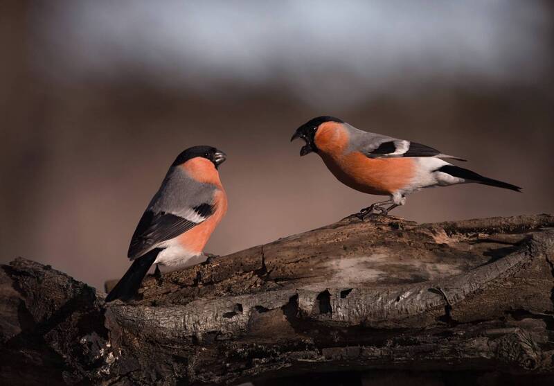 *** фото превью