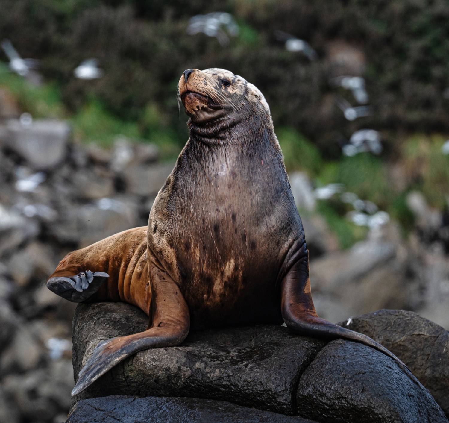 , Александр Мухин