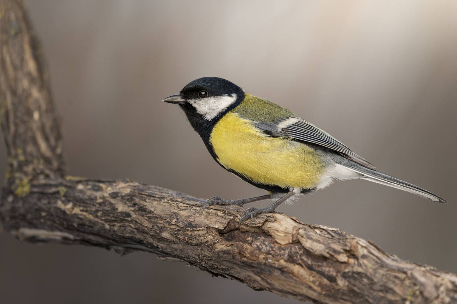 , Максим Вышарь