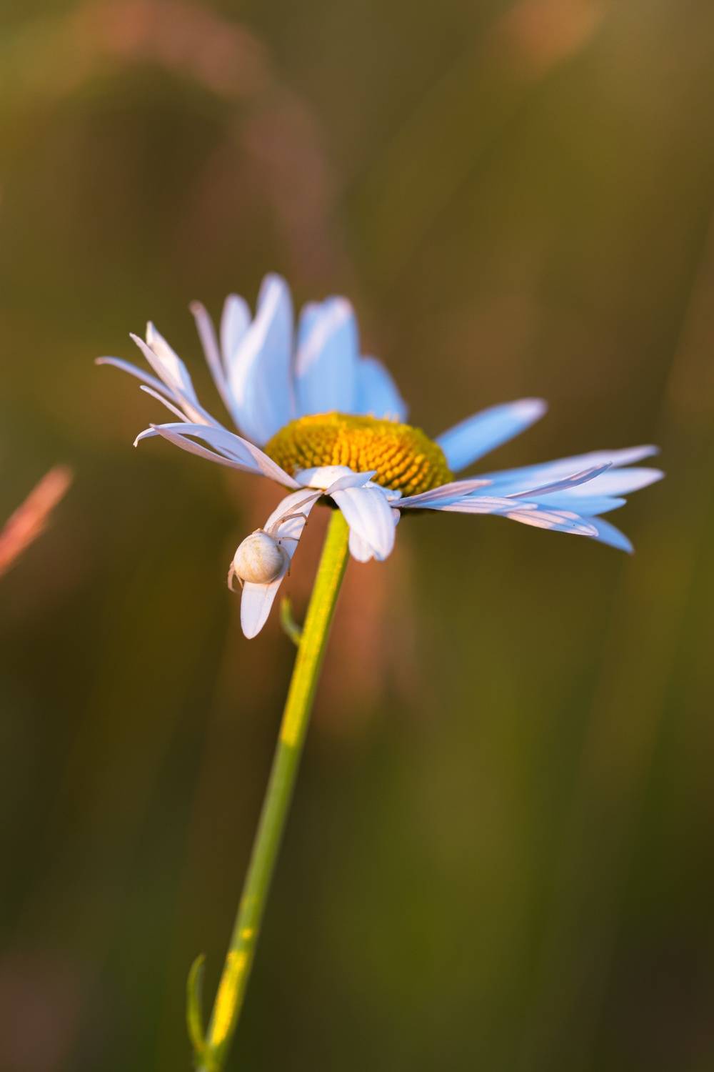 , Григорьев Константин