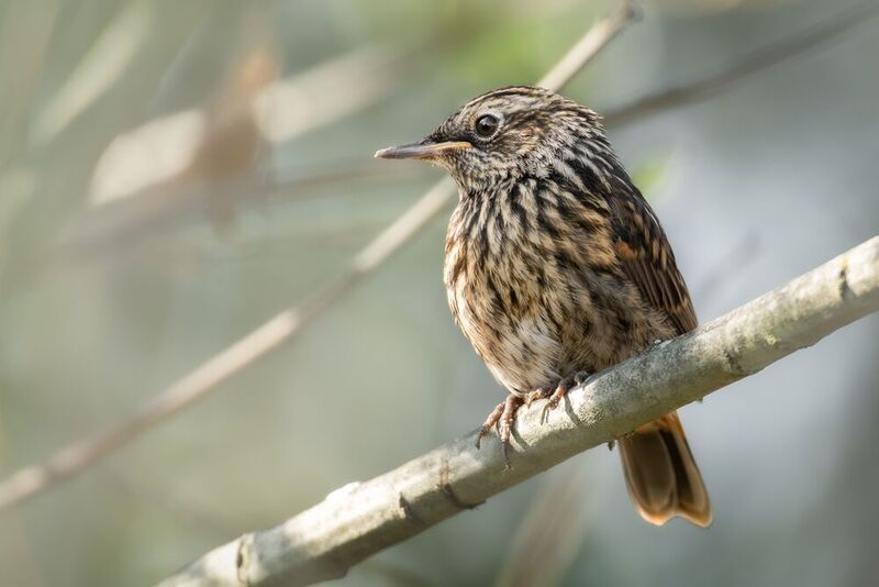 Варакушонок  фото превью