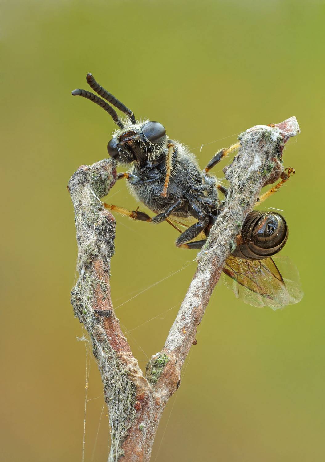 сон, пчела, Чепленко Алексей