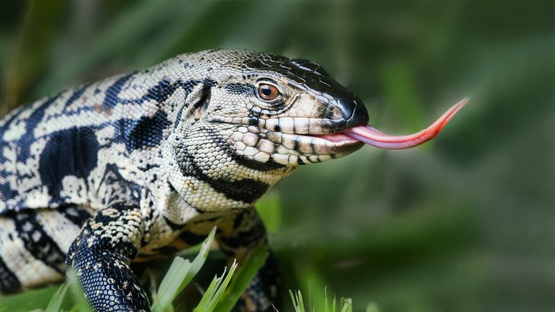 Аргентинский черно-белый тегу фото превью