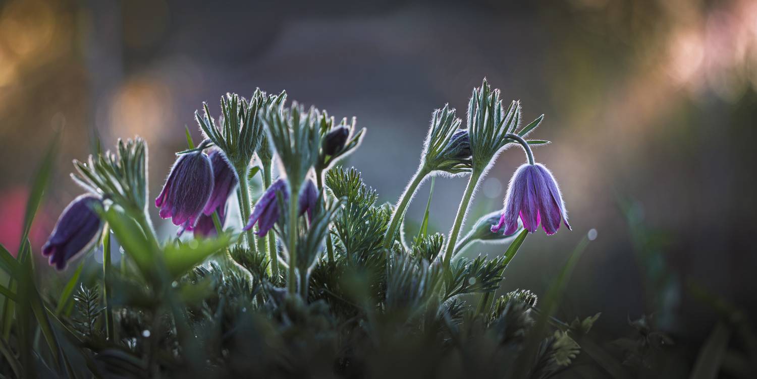 Смоленская, обл., Торбеево, Зеленько Дмитрий