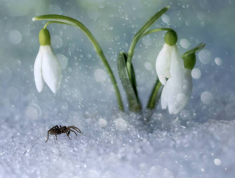 прострелы, паук Самые первые...самые смелые... фото превью