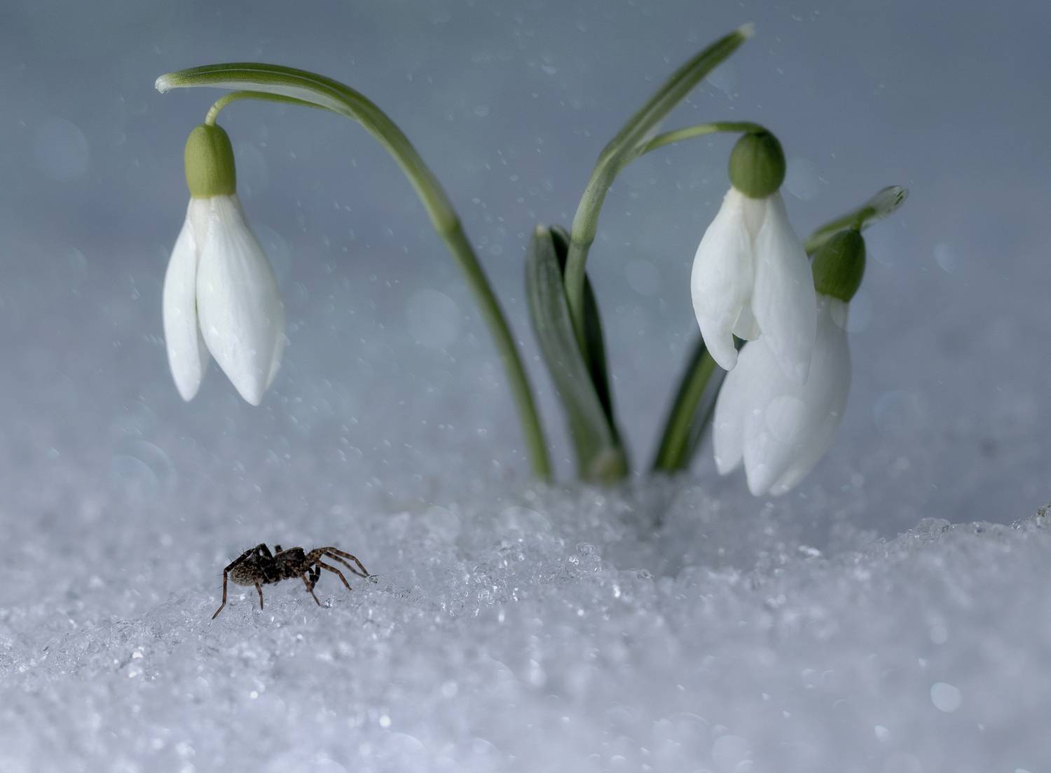 пролески, паук, Татьяна Феденкова