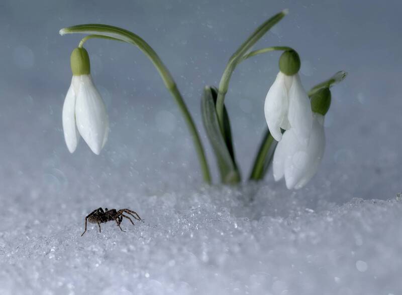 пролески, паук Самые смелые... фото превью