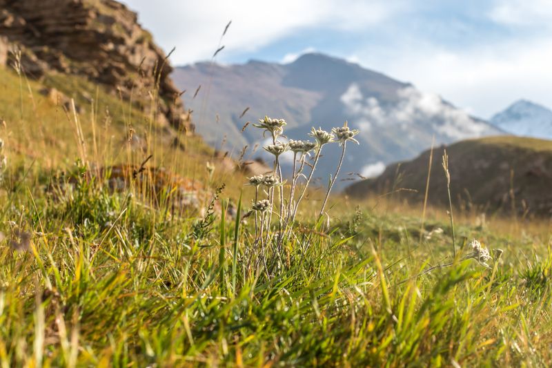 эдельвейс, киргизия Горный Эдельыейс фото превью