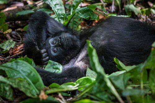 Горные гориллы Бвинди