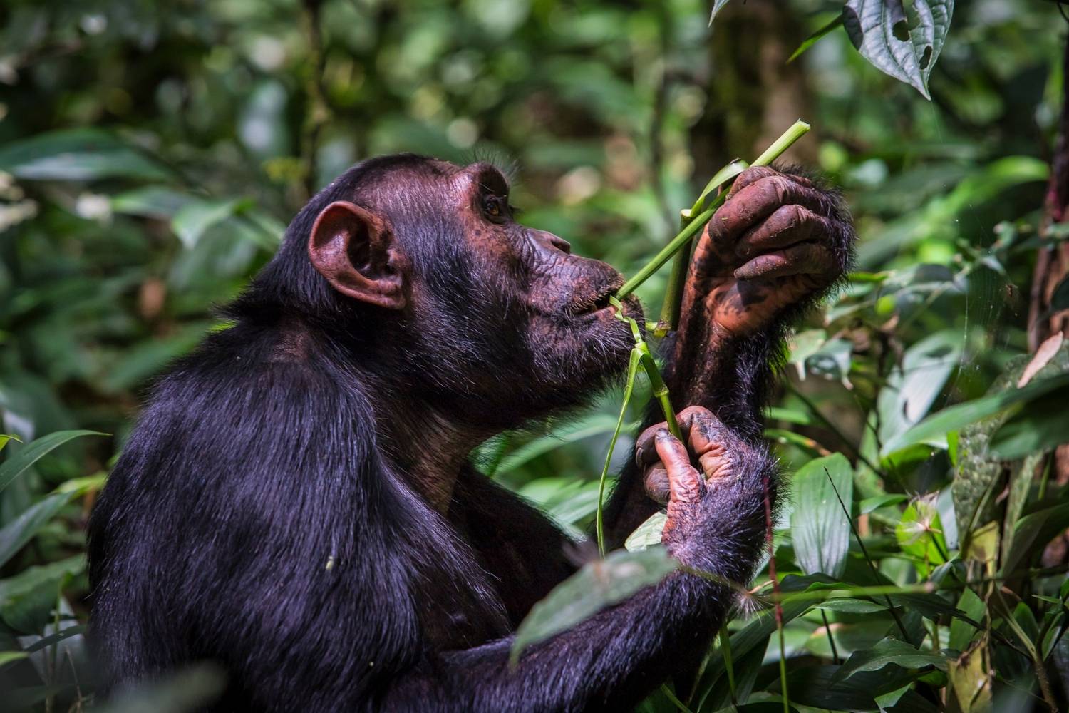 уганда, африка, Алексей Мараховец