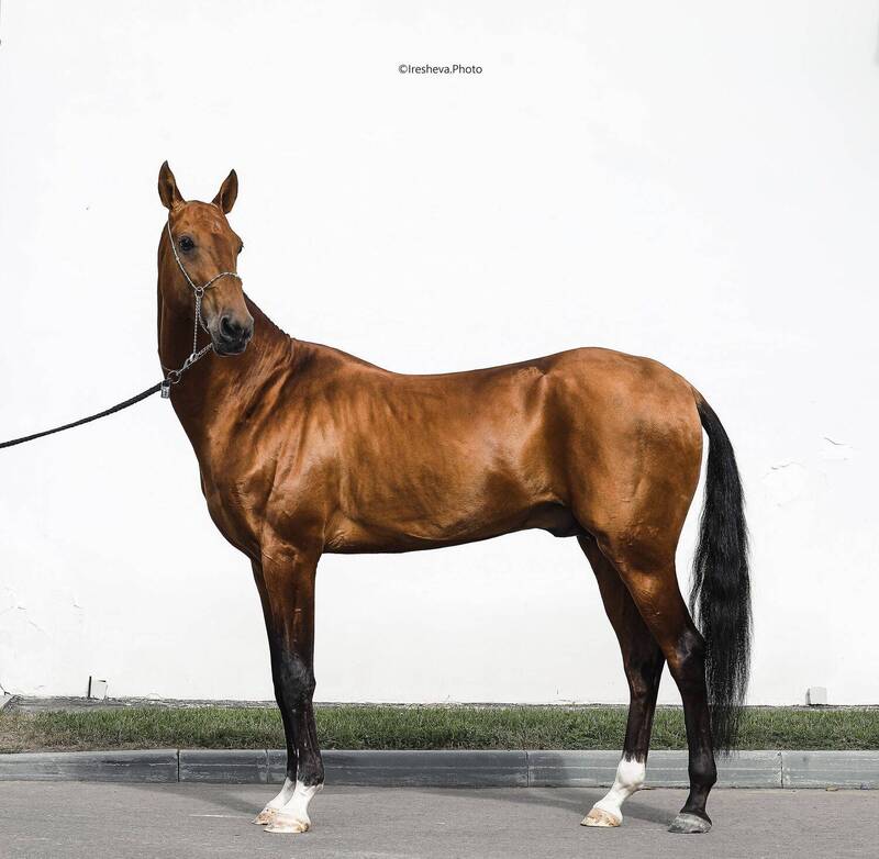 Лошадь, Ахалтекинская порода Гаммураби фото превью