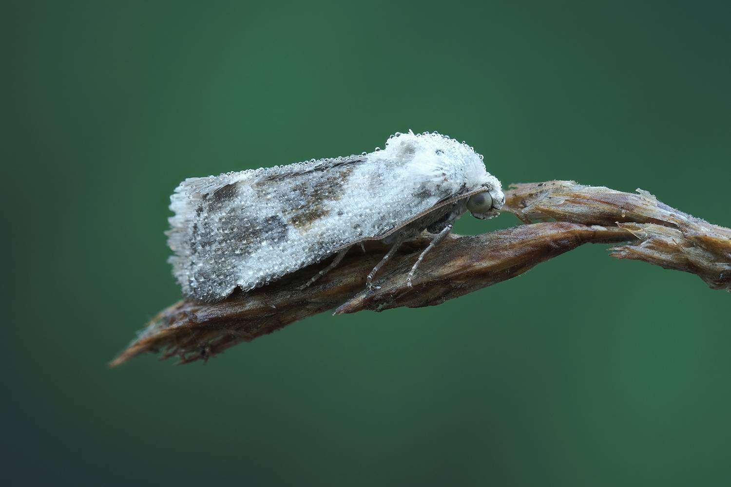 макробабочка, бабочкавблизи, природамак, Васильев Роман