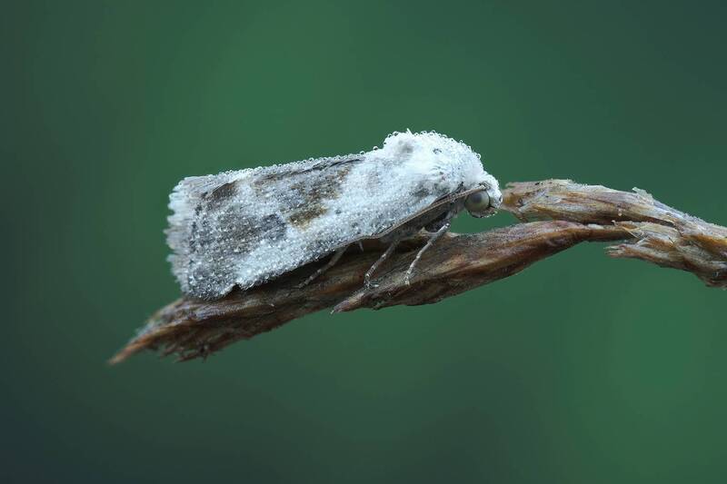 макробабочка, бабочкавблизи, природамак Моль фото превью