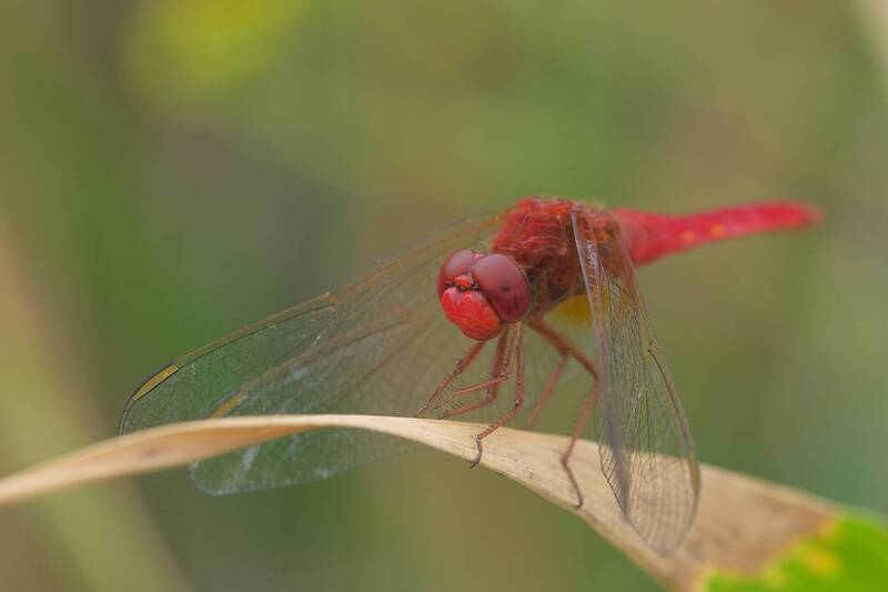 Девушка в красном. фото превью
