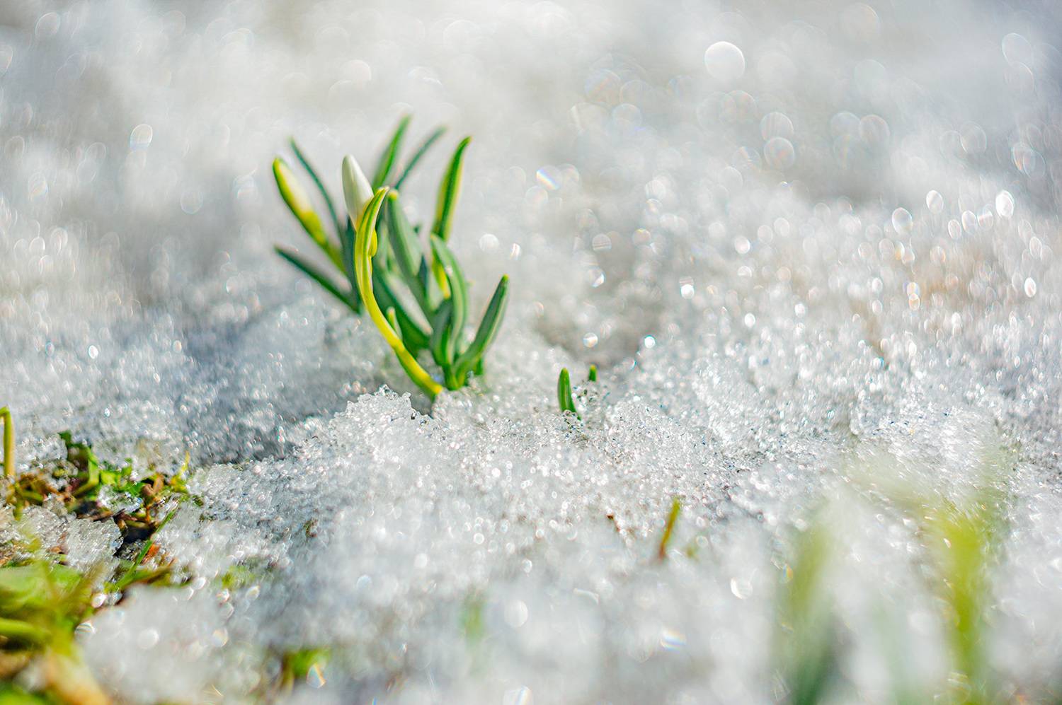 , Анатолий Зверев