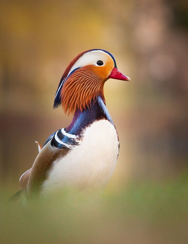 Mandarin duck фото превью
