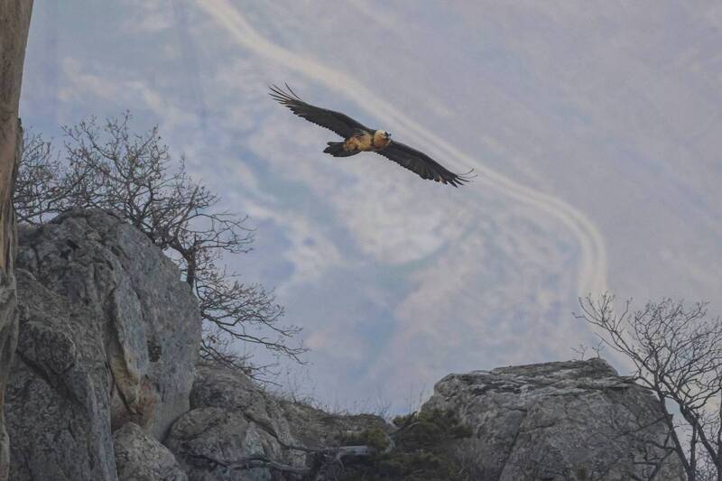 арёл, бородач Бородач.. фото превью