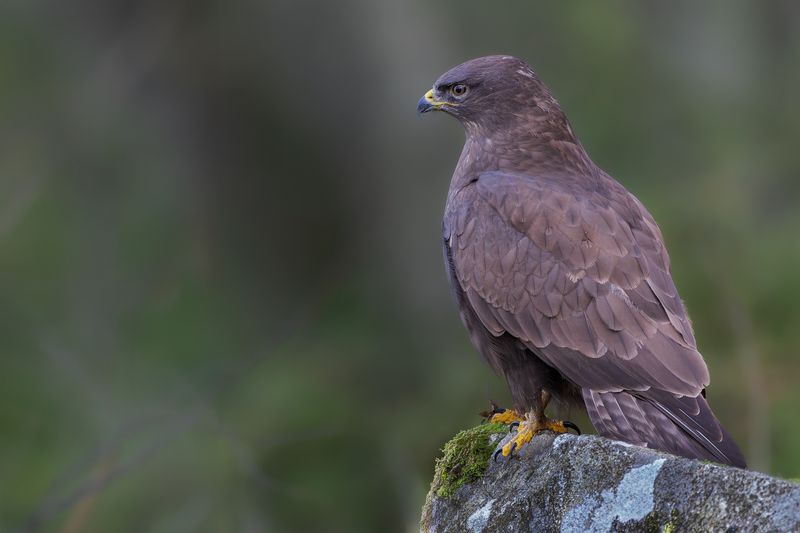 Common Buzzard фото превью