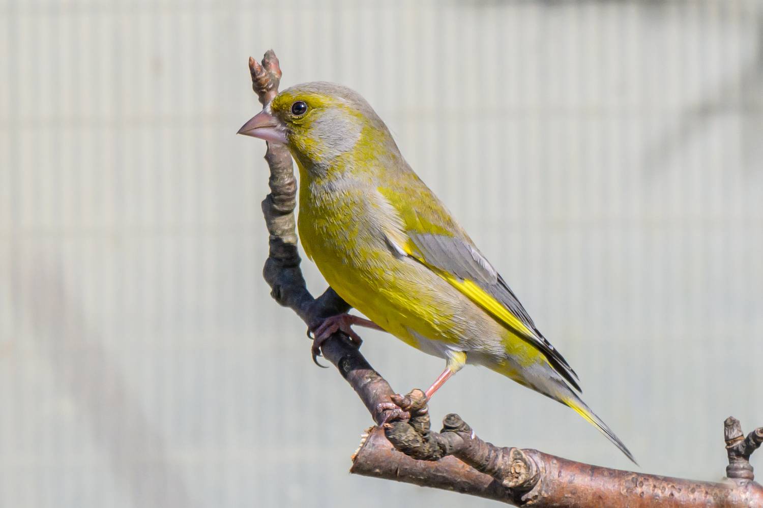 , Морозов Сергей