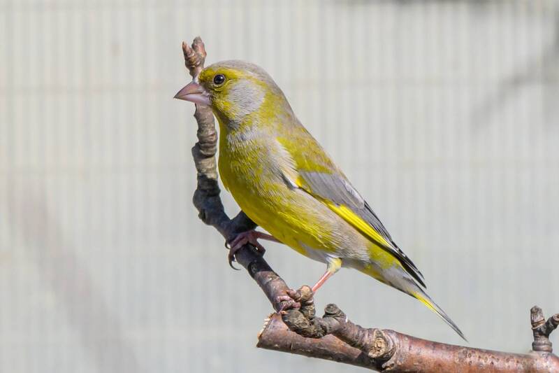 Зеленушка фото превью