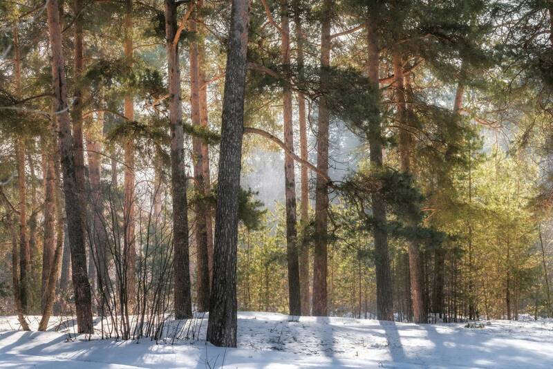 лес, весна, утро, рассвет, дымка Утренний лес фото превью