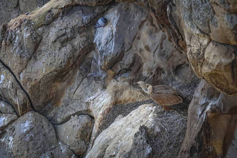 гриф, белоголовый сип, горы, дагестан Белоголовый Сип на взлёте.. фото превью