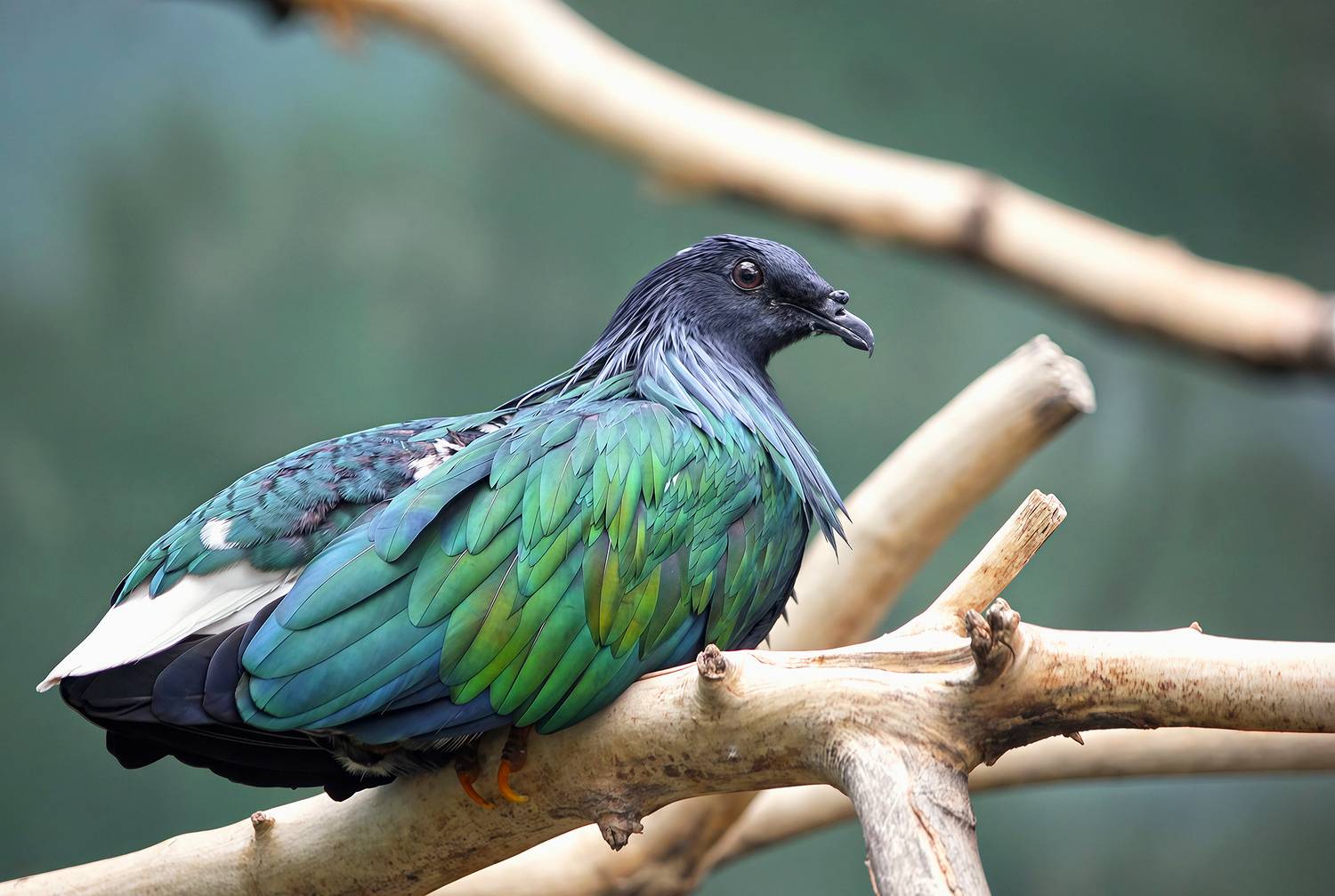 гривистый голубь, никобарский голубь, caloenas nicobarica, КарОл