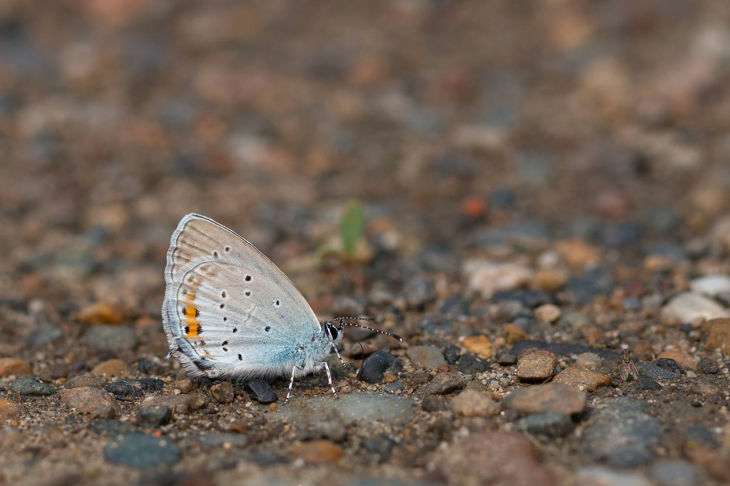 , Сергей Молоков