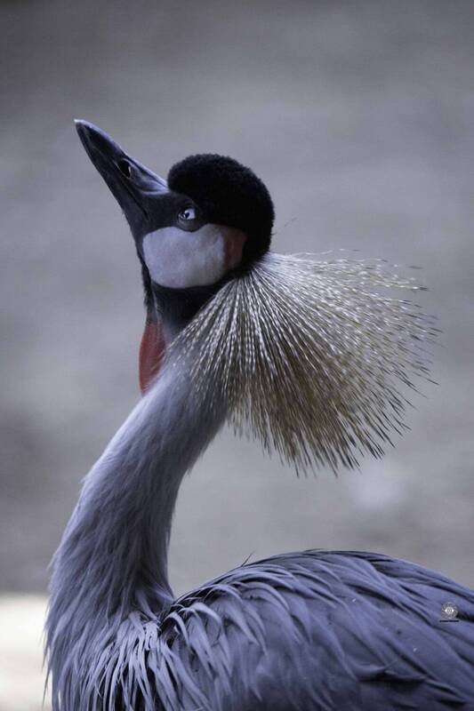 Grey-necked crowned crane фото превью
